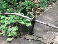 -老象峰