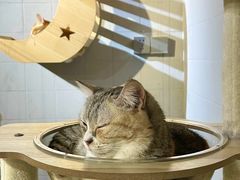 -豆逗聊愈猫阁Easy Life