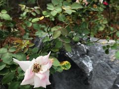 -东莞植物园