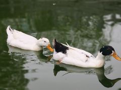 -莲湖公园