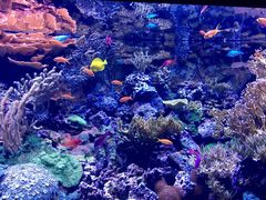 -西雅图水族馆