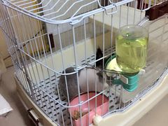 -宠物兔专门店(天丰利市场店)