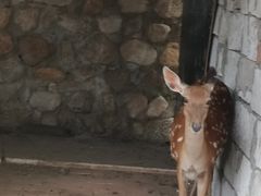 -丽泽山庄·生态怀柔菜·虹鳟鱼(红螺寺店)