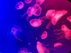 -成都浩海立方海洋公园