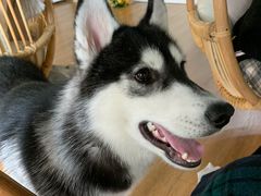-Husky Go! 哈士奇体验馆·宠物咖啡厅狗咖
