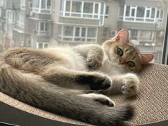 -猫大福·Fortune Cat猫舍(百子湾店)
