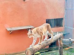 -青藏高原野生动物园