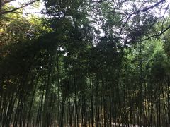 -同里国家湿地公园