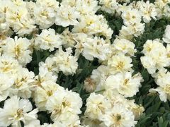 -上海鲜花港