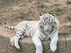 -大连森林动物园