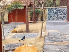 -东海森林温泉