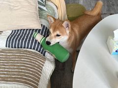 -宠物寄养训练学校