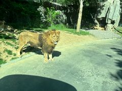 -北京野生动物园