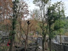 -都江堰中华大熊猫苑