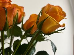 -循礼门鲜花花市(武汉循礼门店)