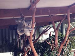 -费瑟代尔野生动物园