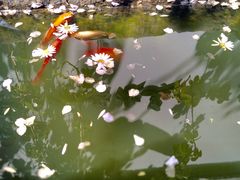 -慢丽江·云南野生菌土鸡锅(西山店)
