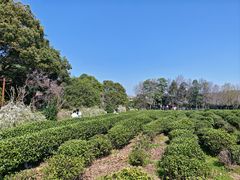 -中国茶叶博物馆(双峰馆区)
