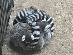 -青藏高原野生动物园