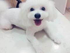 -芭比堂动物医院·24小时·眼科中心(深圳中心)