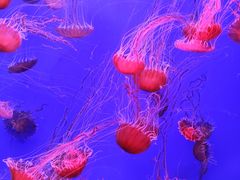 -江和美海洋公园