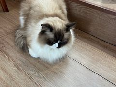 -有猫主题·治愈系猫咖(曾厝垵店)