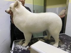 -狗不理喵子(百富路店)