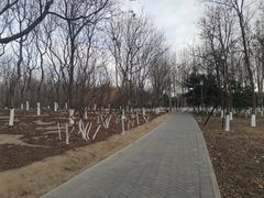 -大兴滨河森林公园