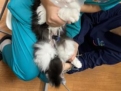 -北京观赏动物医院·24小时大型综合·猫专科·异宠专科