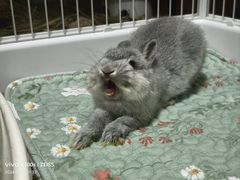 -派联宠物医院·24h·CT·异宠