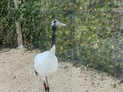 -盐城丹顶鹤湿地生态旅游区