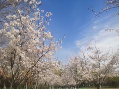 -泰丰公园