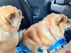 -佩兹宠物医院肿瘤专科·眼科·牙科(黄浦店)