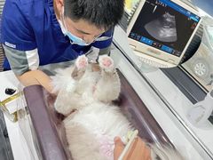 -伟伟宠物医院·CT影像中心·瑞派犬猫综合性门诊(汉口总院)