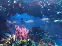 -迪拜帆船酒店海底餐厅