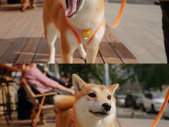 -Catch Bagel(芳草地店)