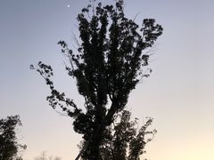 -九科绿洲