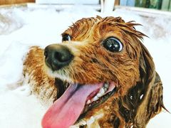 -PETKIT小佩宠物(古北店)