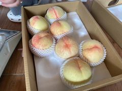 -南汇新场正宗水蜜桃采摘