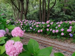 -上海滨江森林公园