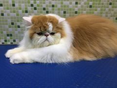-瑞鹏宠物医院·骨科·猫科·内科(第一中心)