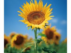 -花开海上生态园