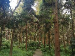 -东平国家森林公园