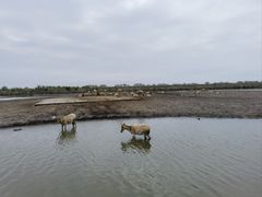 -宁波杭州湾国家湿地公园