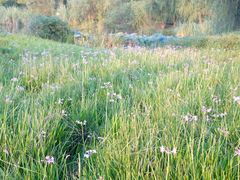 -白鹭湾湿地公园