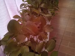 -锦初•影院式足道•新中式SPA(茂业天地店)