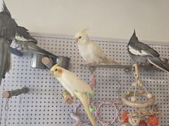 -吉丁鸟咖·异宠·寄养
