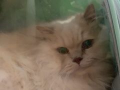 -宠福鑫动物医院(望京分院)