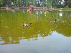 C360_2012-06-06-19-23-15_org_副本-玲珑塔公园