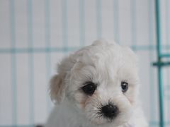 -翊宠yipet猫狗购宠庄园犬舍•猫舍